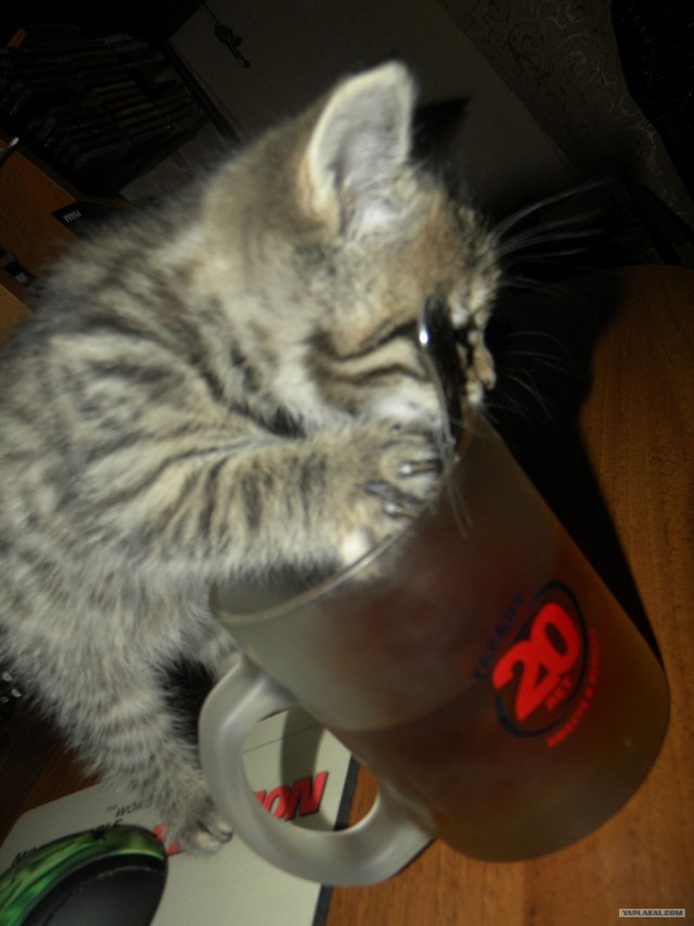 Первый КОТОВТОРНИК 2012