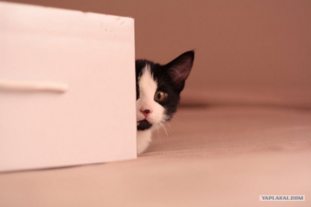 Котовторник 17 января