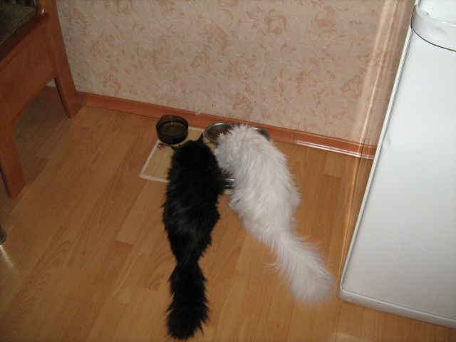 Коты и кошки, которые идеально смотрятся вместе