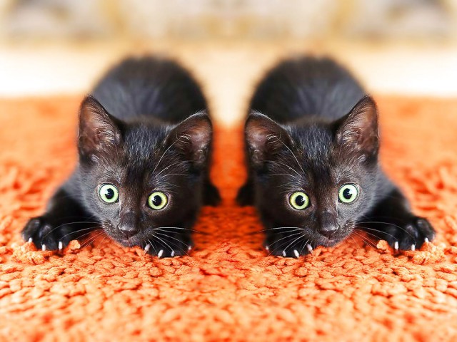 15 фото, которые снимут усталость после тяжелого дня лучше любых лекарств