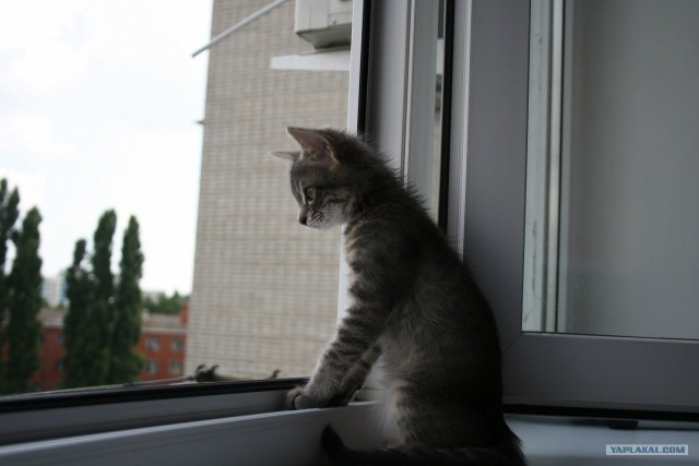 Котовторник 24.04.2012