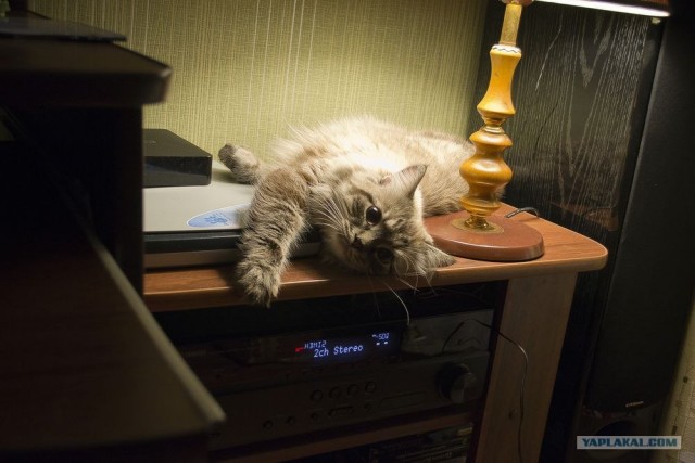 Котовторник  17.07.2012
