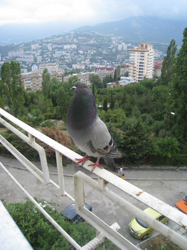 Прикормили