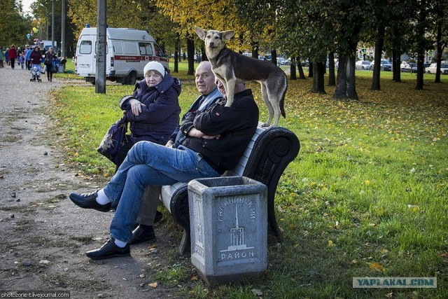 Собака — Улыбака :)