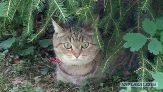 Парочка причин завести себе кота