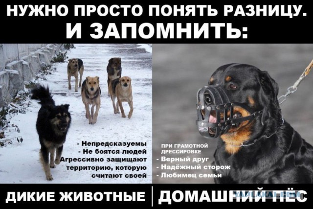 в Петербурге травившую собак догхантершу "накормили" отравленным мясом