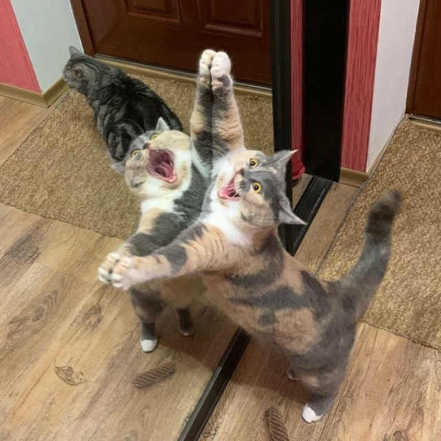 Забавные фото котеек