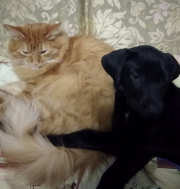 Жестокое нападение ротвейлера на рыжего кота