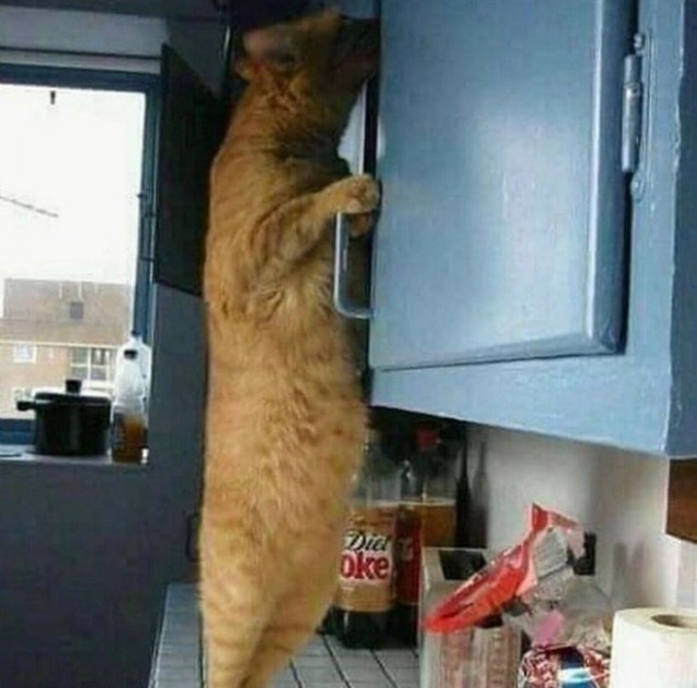 Забавные фото котеек