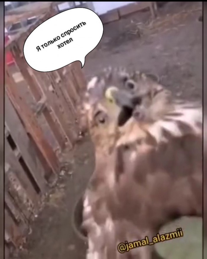Никогда бы не подумал, что существую лютые куры-убийцы!