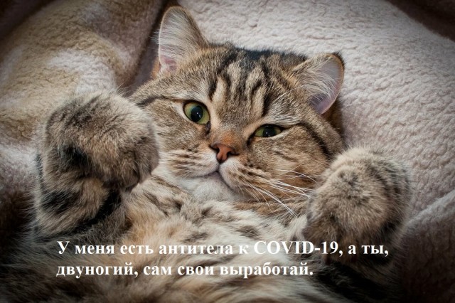 Польза  от   кошек  и  собак  при  коронавирусе