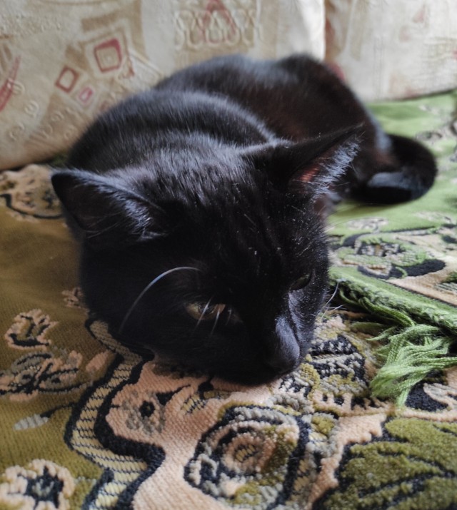 Котовторник 20.10.20