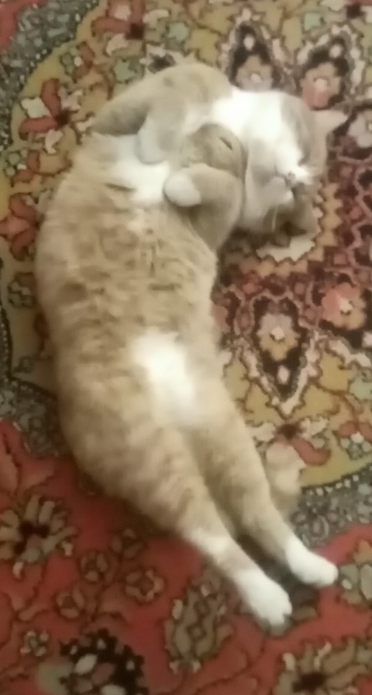 Моя красотка