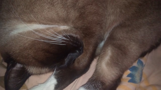 Котовторник. Добавляйте своих