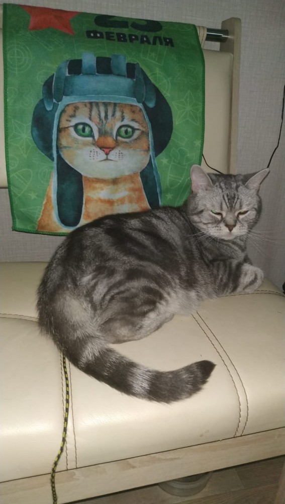 Хоба! Котовторник!