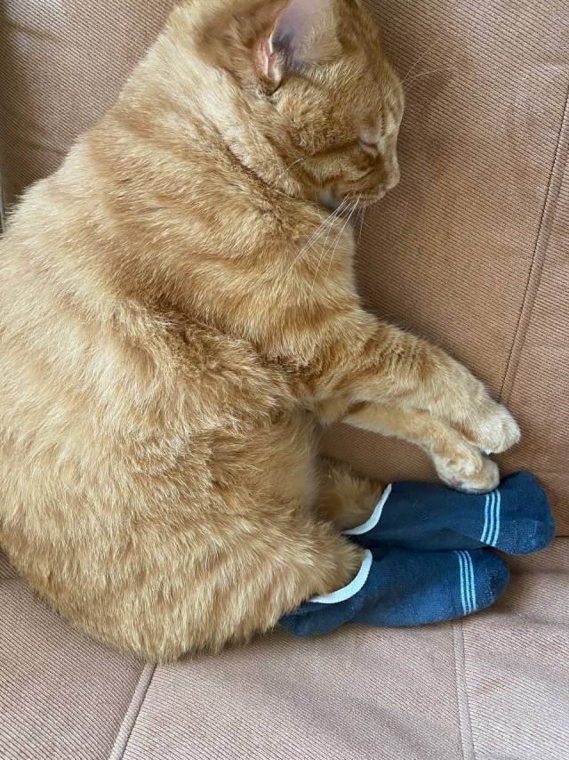 Котовторник 14.09.2021