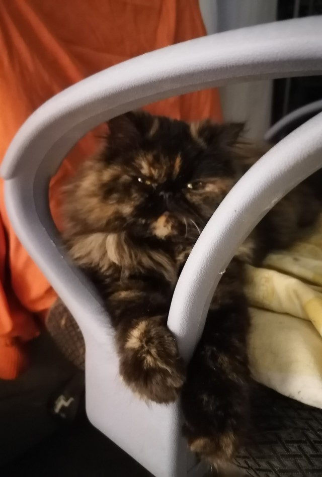 Котовторник 21.12.21