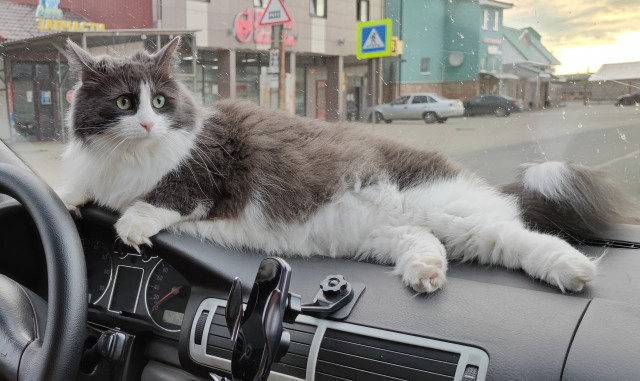 Купили дочке кота!