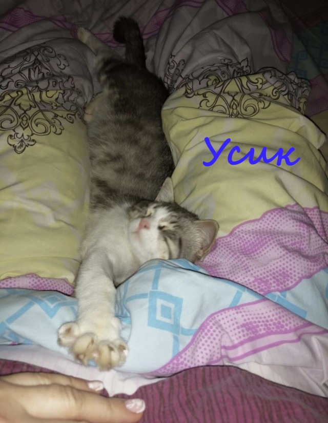 Жизнь домашнего приюта "Котоленд" 379