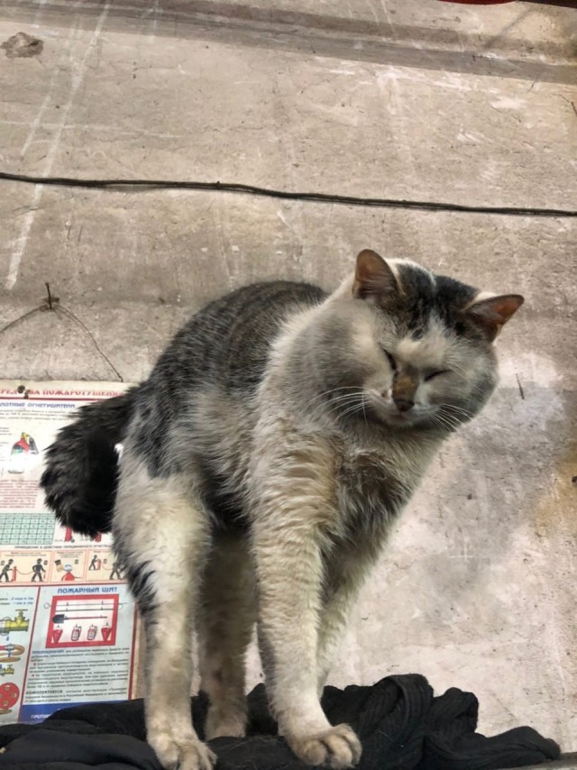 Коты пролетарии
