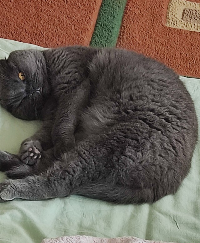 К - Котовторник ☺ Пополнение