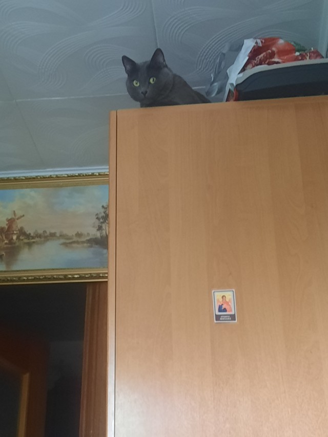 Доброго всем и котиков