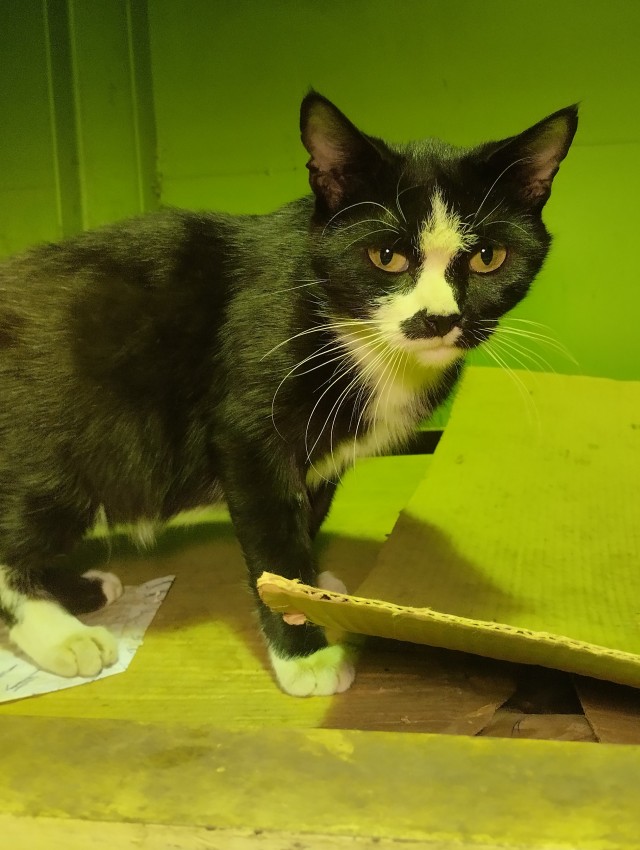 Заводские коты