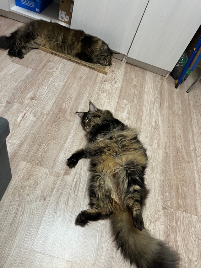 Нужна помощь по котейке!