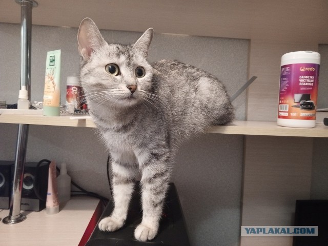 Жизнь с котом в одной картинке