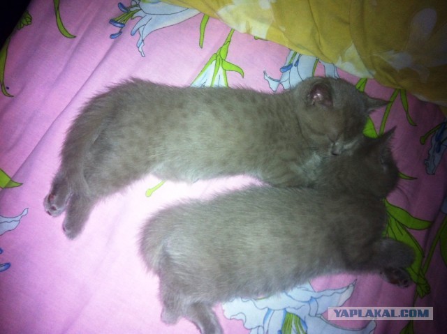 У меня сегодня кошка