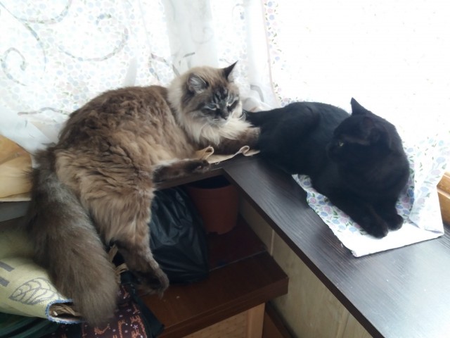В котовторник привет от Кекса!