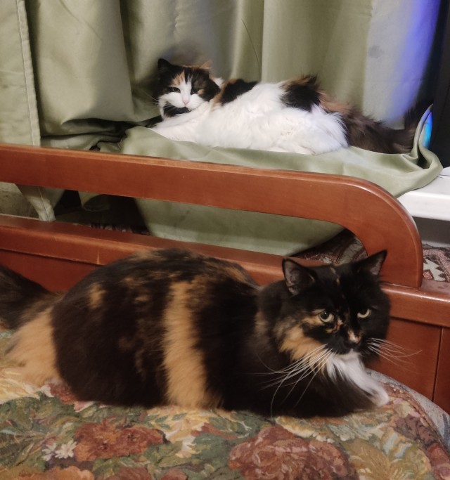 Тигры с дачи вернулись