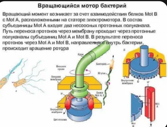 Секреты эволюции: тайны, которые не дают покоя учёным.