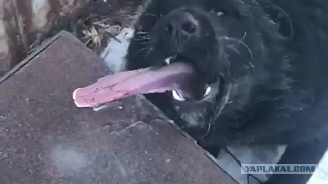 *БАЯН*Холодненькое