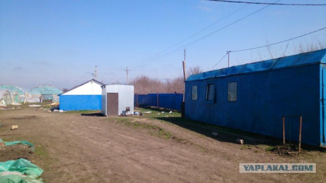 Любителям зелени 2