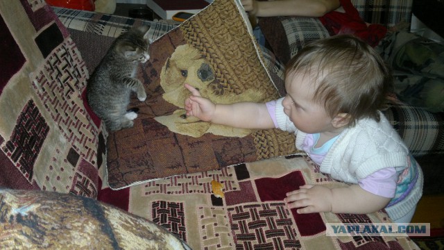 Котовторник 22.04.2014