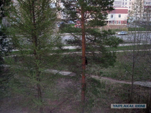 Котовторник 20.05.2014
