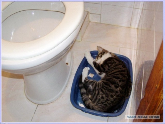 Кошачье мнение