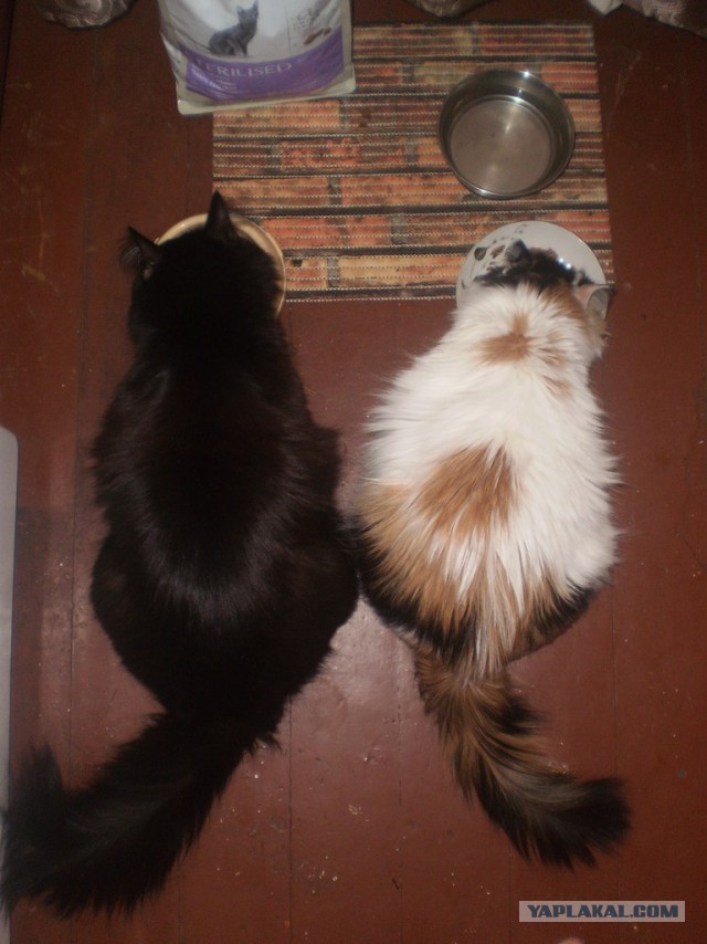 Котовторник 21.10.2014