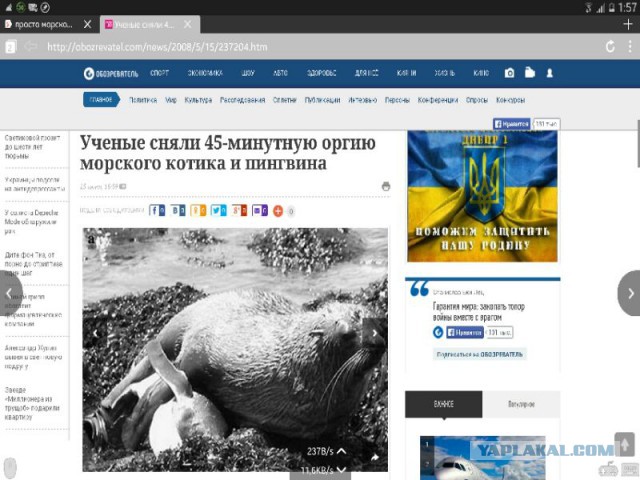 Изнасилование пингвинов морскими котиками