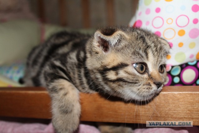 Котовторник 20.01.2015