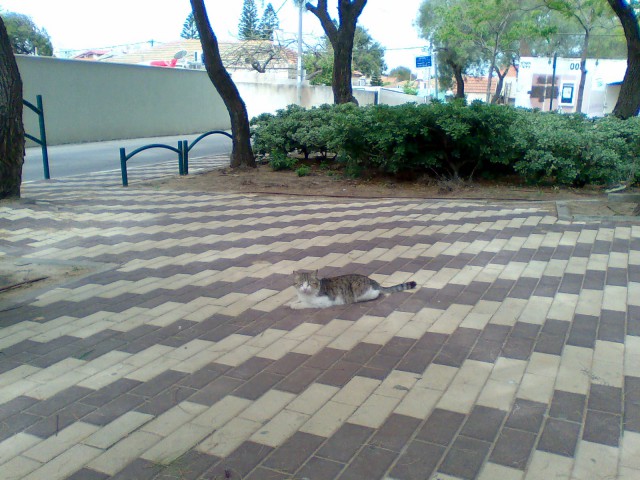Котовторник 12.05.2015