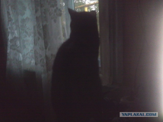 Котовторник