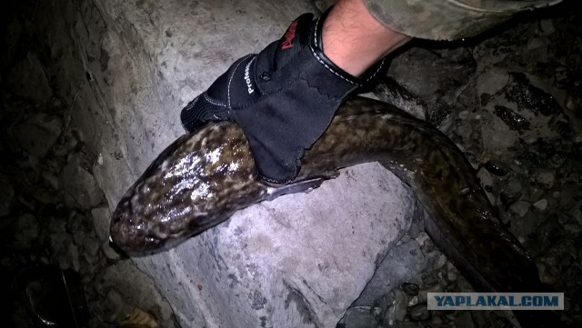 Ночная гостья на рыбалке