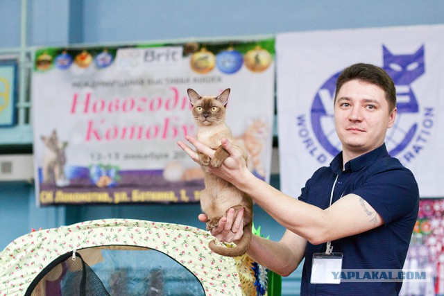 Котовторник 15.12.2015