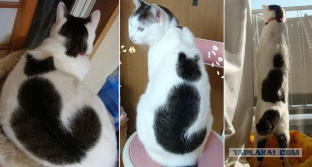 Котовторник 12.04
