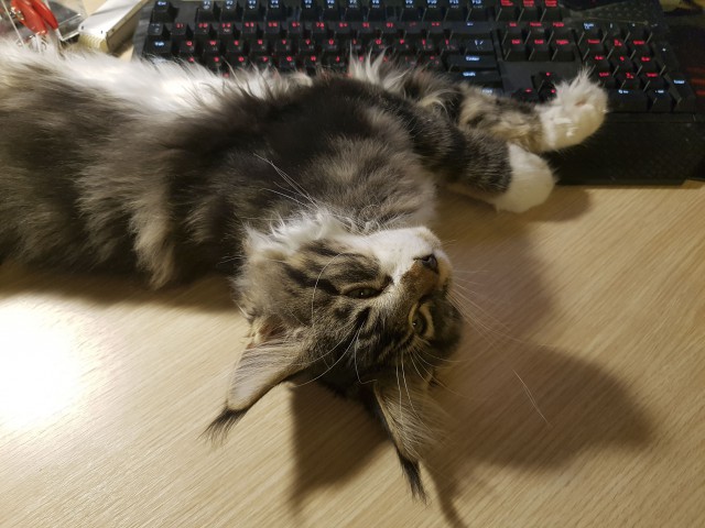 Котовторник 08.11.2016
