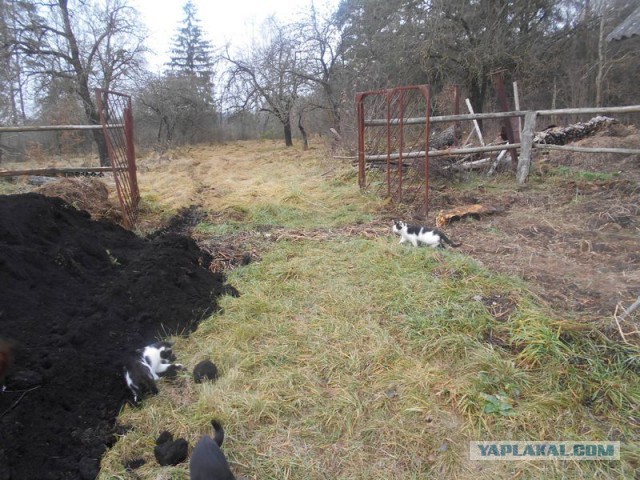 Жизнь домашнего приюта для котеек 140