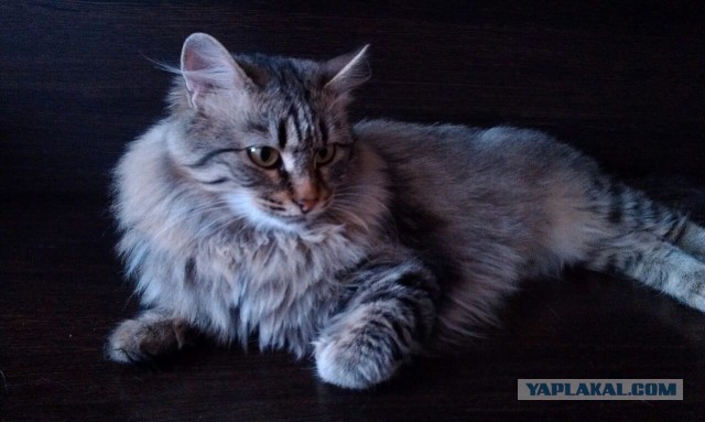 Котовторник 28.02.2017
