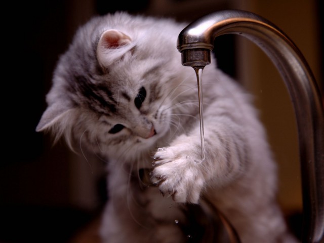 Коты и Кошки
